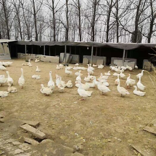 嘉祥县大白沙鹅苗 