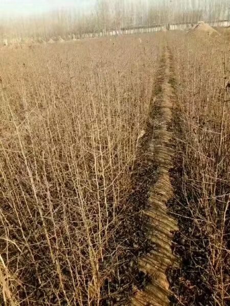 绛县杜梨苗 0.5~1米 