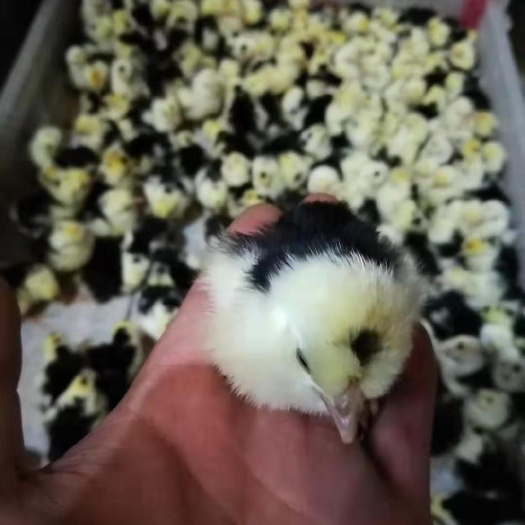 怀宁县贵妃鸡苗 