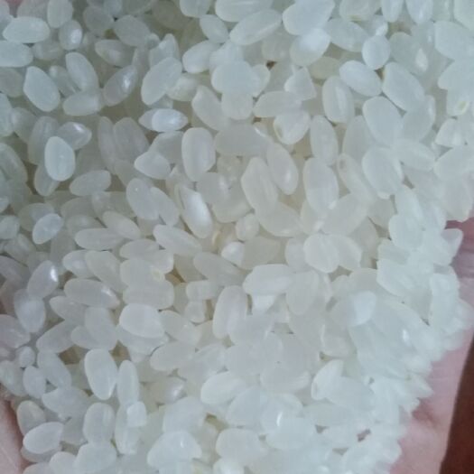 漯河珍珠米 二等品 一季稻 粳米 