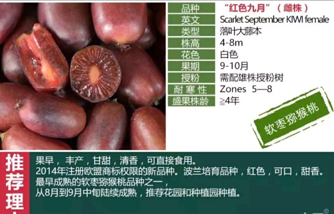 南江县软枣猕猴桃苗  扦插苗，当年可结果苗嫁接苗，可签合同。