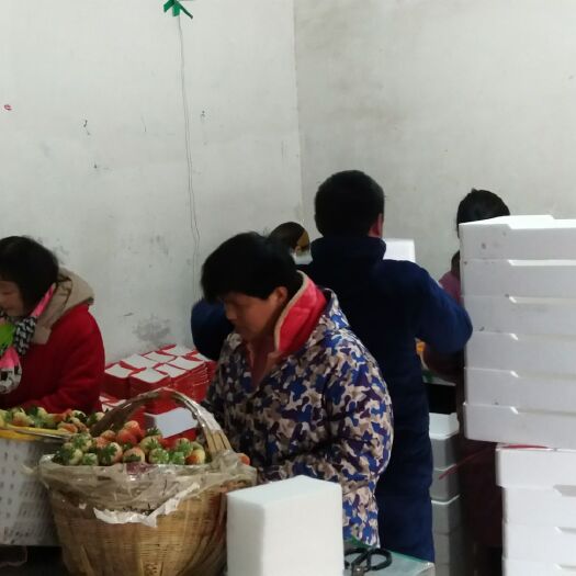 长丰县红颜草莓 30克以上 