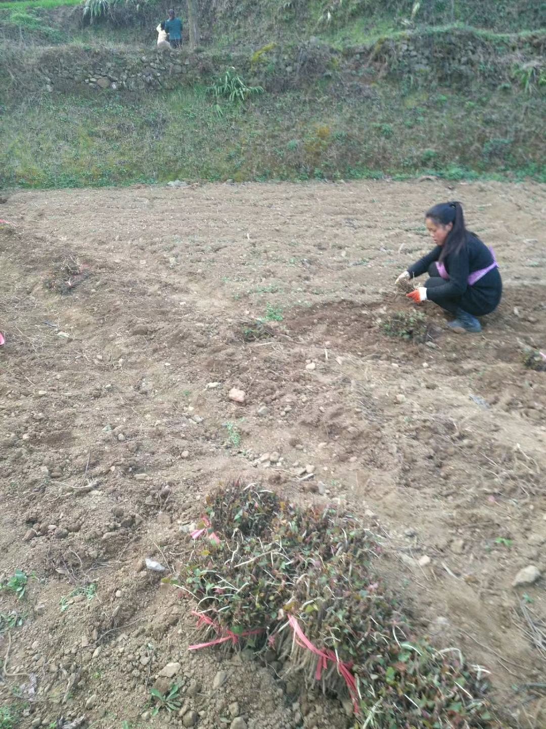 何首乌种子 
