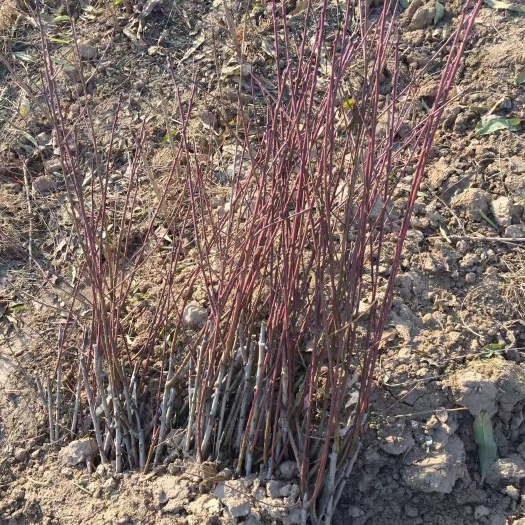 砀山县二级嫁接苗 毛桃苗 占地苗 嫁接花卉用。