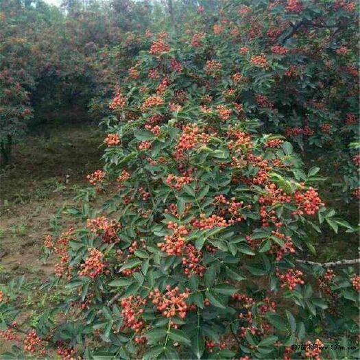 花垣县大红袍花椒 一级 干花椒 