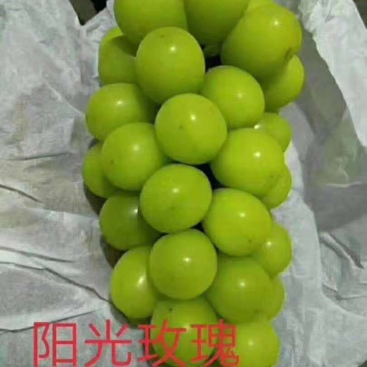 盖州市阳光玫瑰葡萄苗  ，提供种植技术。