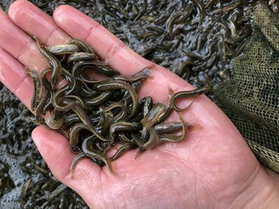 博罗县泥鳅苗 2-4公分 高