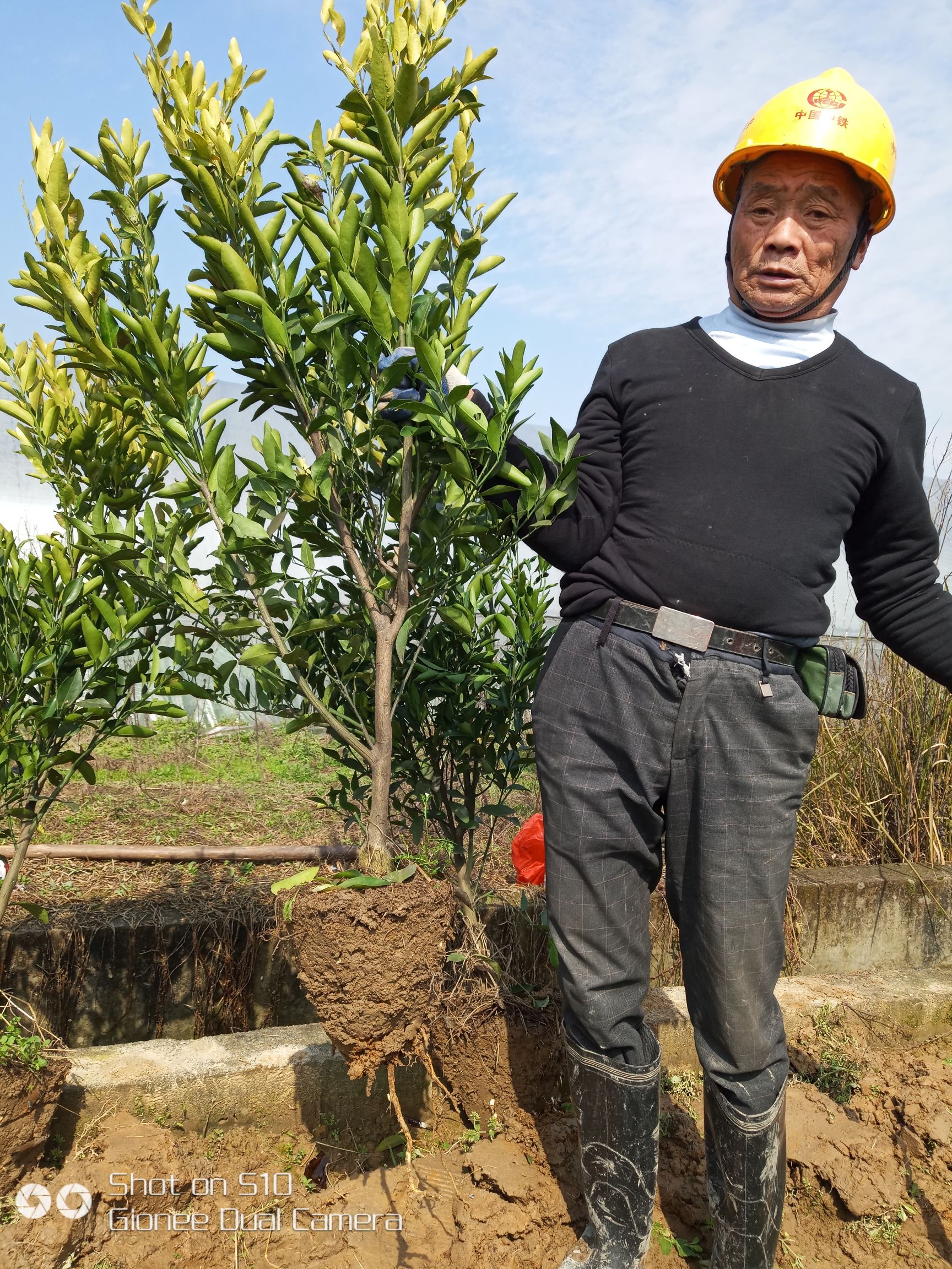 衢州芦柑苗 移栽苗 1.5~2米 