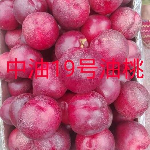 中油19油桃  中油19号油桃苗特早熟品种，产地直发。