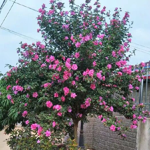 新沂市红花木槿  木槿树苗木槿花重瓣平条苗庭院绿化工程篱笆围墙花苗当年开花耐寒