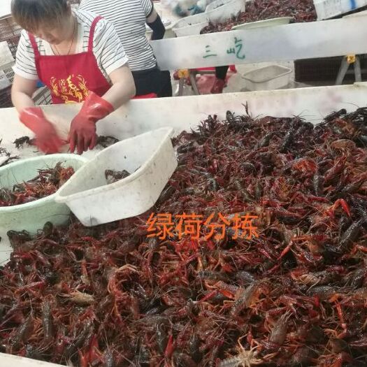 兴化市兴化小龙虾 7-9钱 人工养殖 
