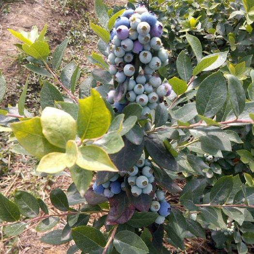 东海县薄雾蓝莓 10 - 12mm以上 鲜果 