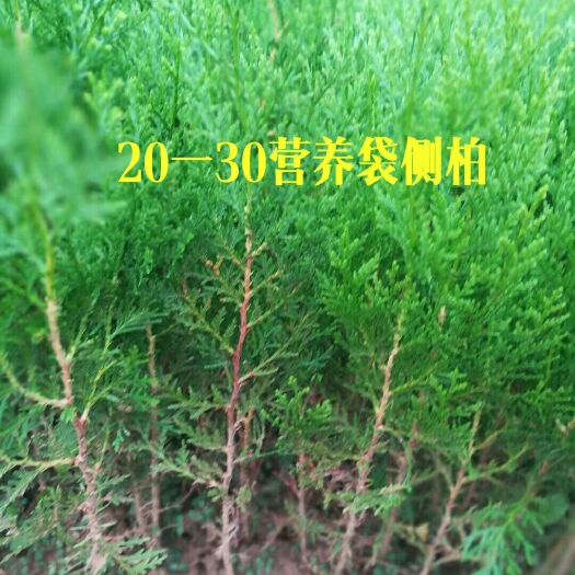 周至县侧柏苗  营养袋侧柏，一年生幼苗，成活率高，不换苗。