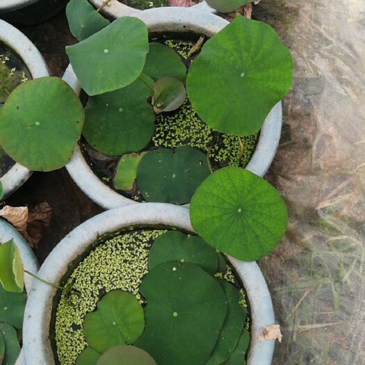 漳浦县荷花 