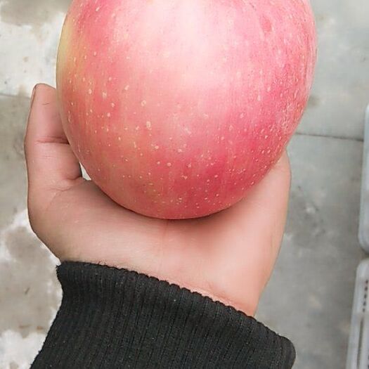 恩施市红富士苹果 80mm以上 片红 膜袋 