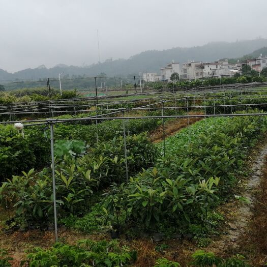 云霄县大红袍枇杷苗
