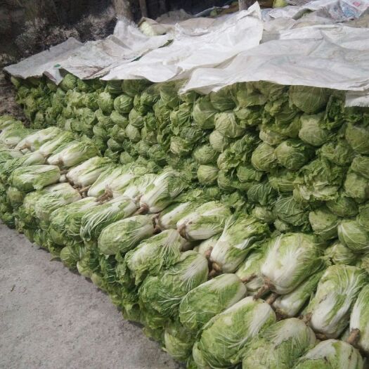 肇东市青杂三号白菜 3~6斤 净菜 