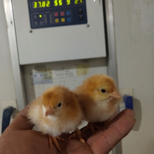 郓城县红羽鸡苗 