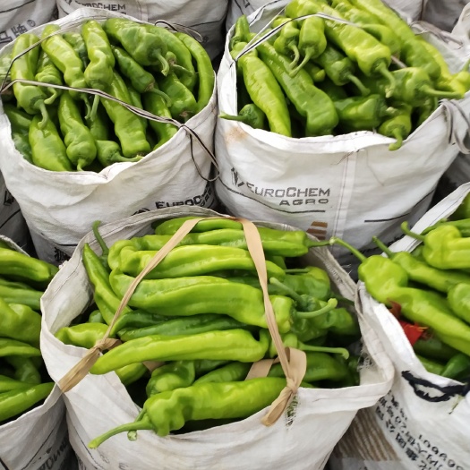 南安市黄皮辣椒 20cm以上 中辣 黄色 