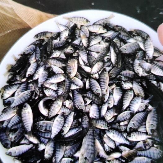 博罗县罗非鱼苗 