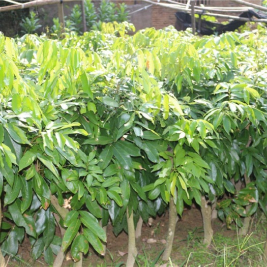 灵山县桂味荔枝苗