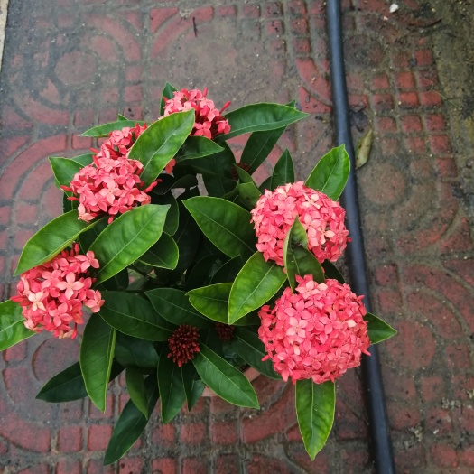 漳浦县龙船花 