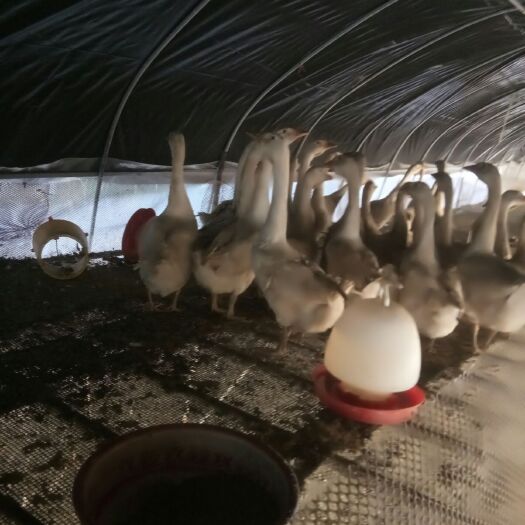 砚山县白鹅 6-8斤 统货 半圈养半散养 