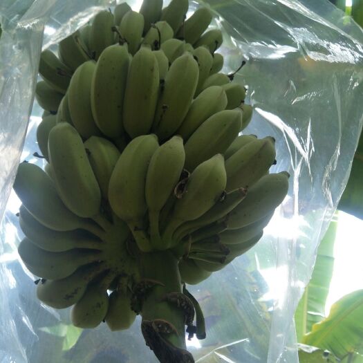龙岩米蕉 七成熟 