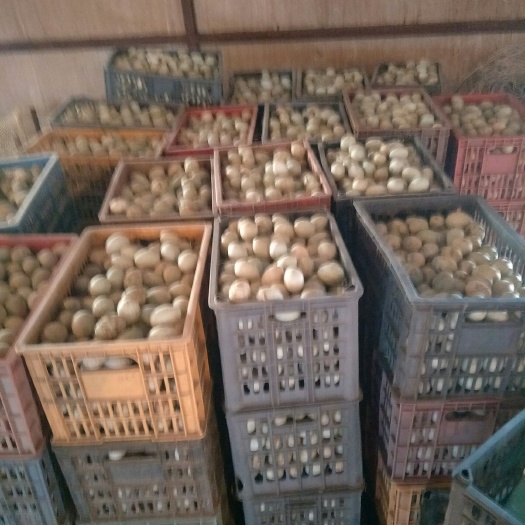 大庆金定鸭蛋 食用 箱装 