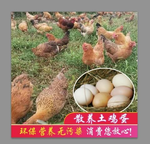 霍邱县土鸡蛋 食用 散装 