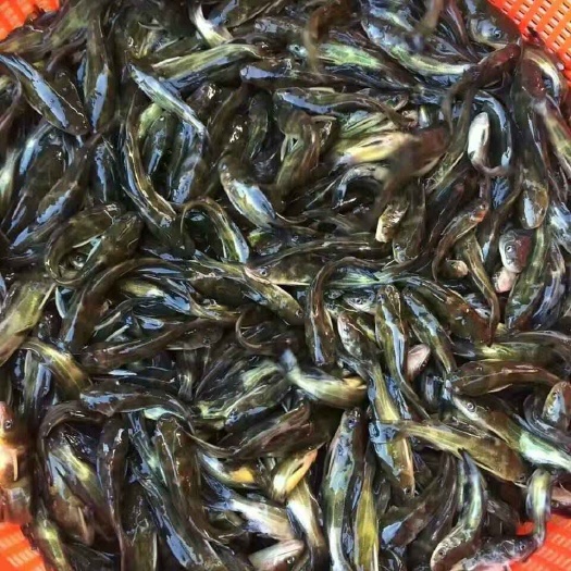 博罗县黄颡鱼苗