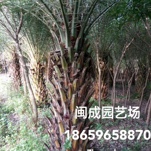漳浦县中东海枣 1-1.5米【闽成】