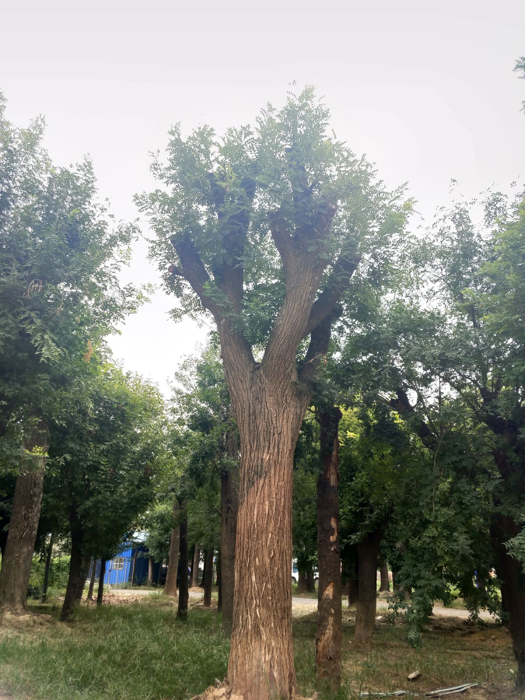  15-60公分大国槐