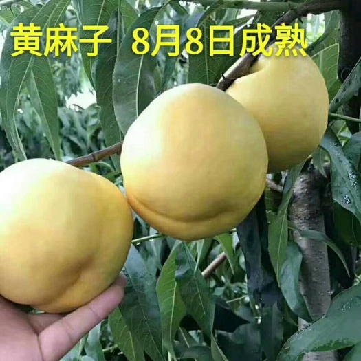 盖州市油桃苗  大黄油桃，提供种植技术。