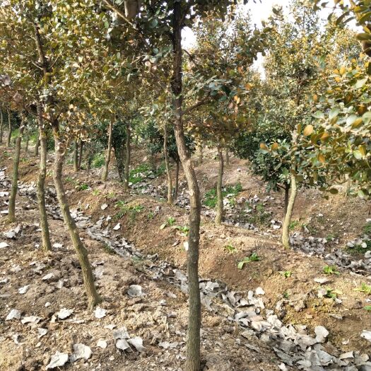 沭阳县小叶黄杨苗 