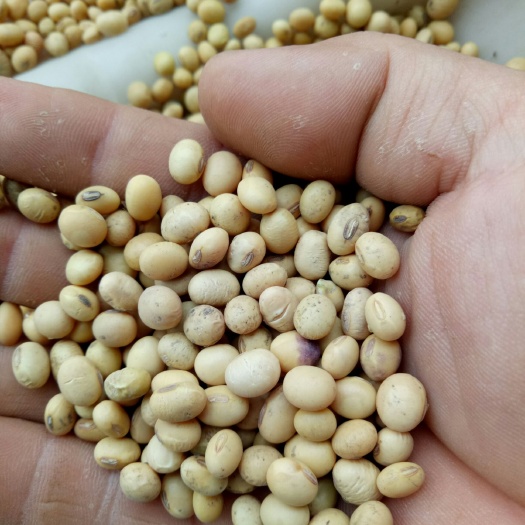 纳雍县中黄13黄豆 熟大豆 1等品 