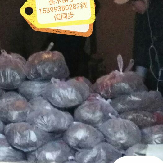 镇安县苍术种子 