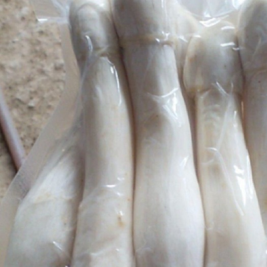 白金针菇 未开伞 1.5cm以下 13cm~15cm 一级 