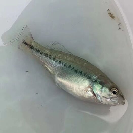 博罗县鲈鱼苗