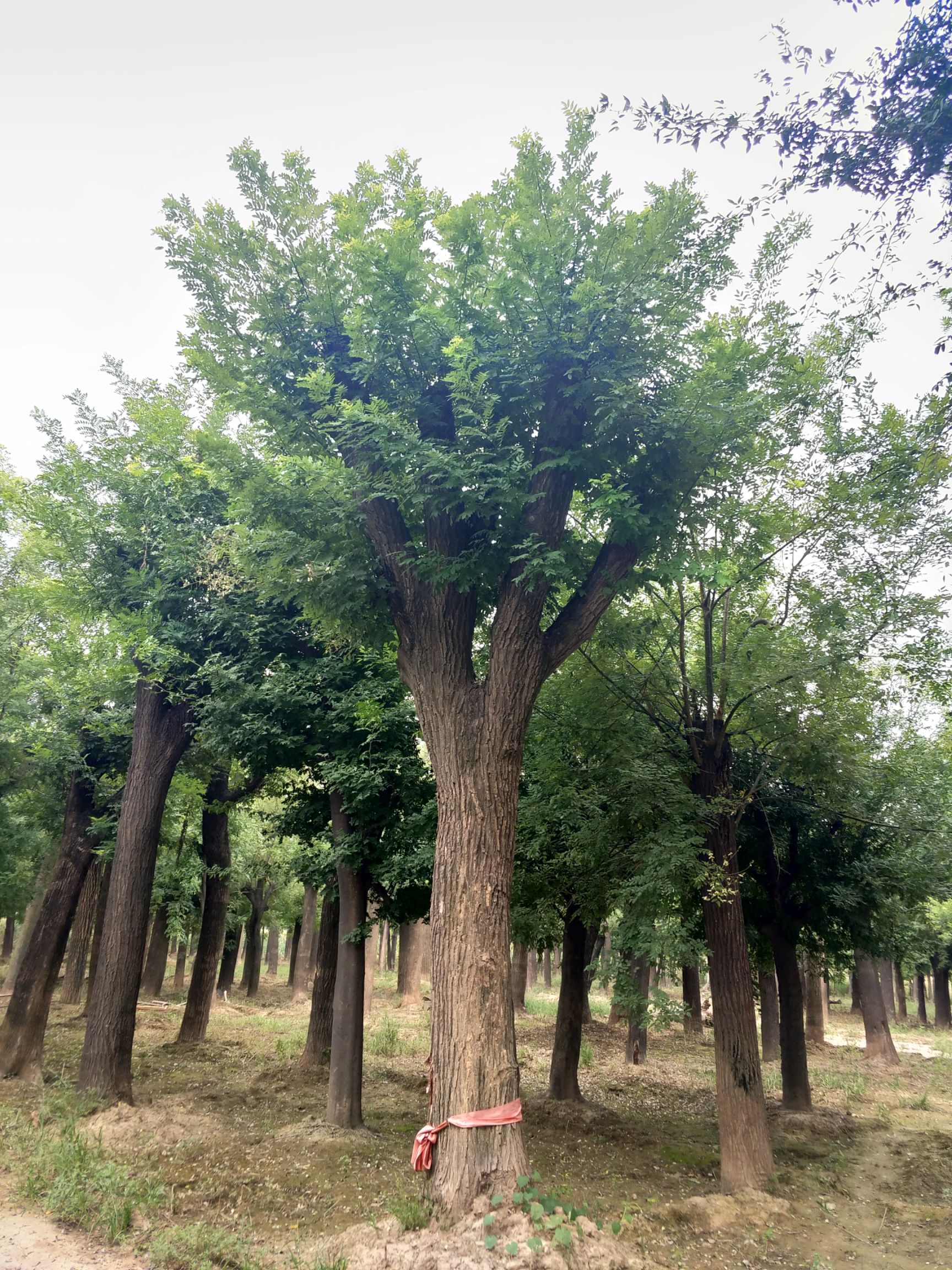  15-60公分大国槐