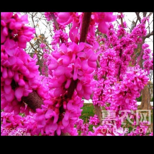 平邑县红花紫荆  紫荆树