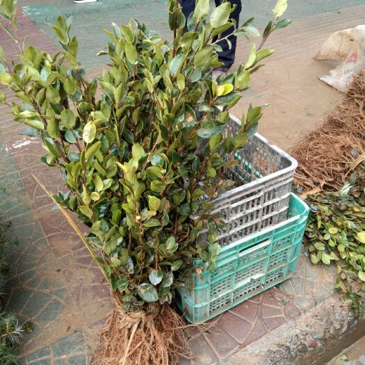 祁门县油茶苗 基地现有20公倾茶油苗，全部为嫁接苗，量大优惠，苗高度70公