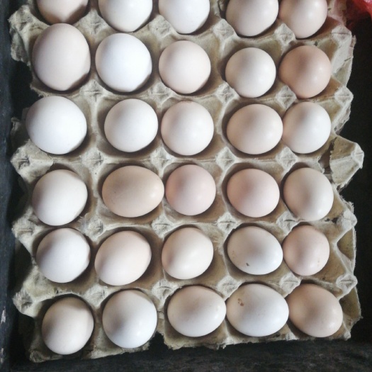 南皮县土鸡蛋 食用 散装 