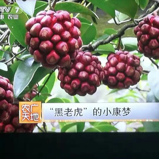 和平县粉红黑老虎苗 