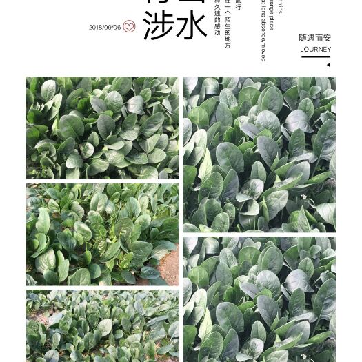 昌邑市越冬菠菜种子 原种 ≥95% 袋装 