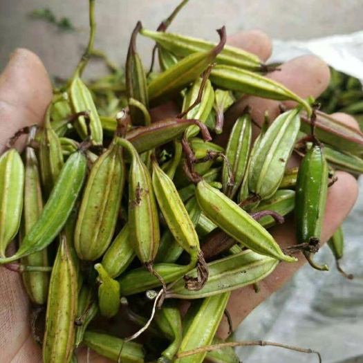马关县白芨种子 