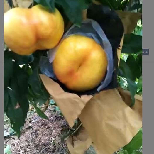 泰安黄金油蟠桃苗 1~1.5米 