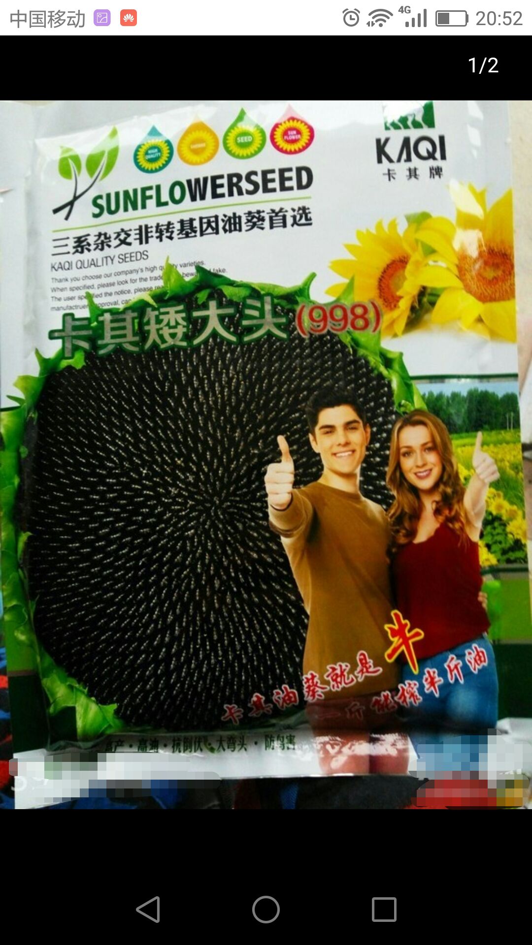 沭阳县油茶种子  矮大头油葵种子