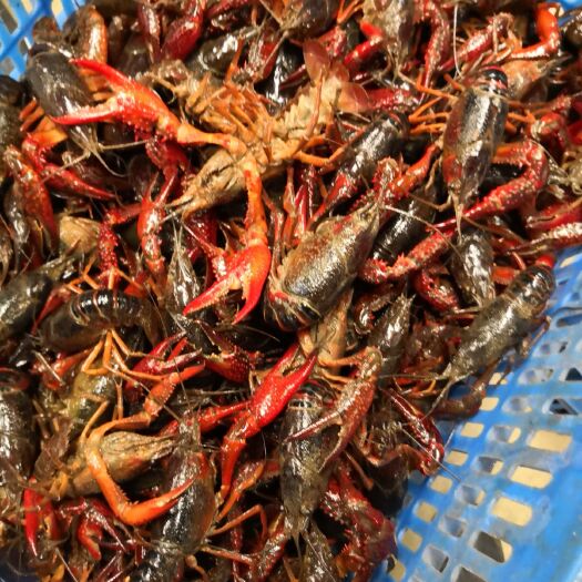 潜江潜江小龙虾 6-8钱 人工养殖 