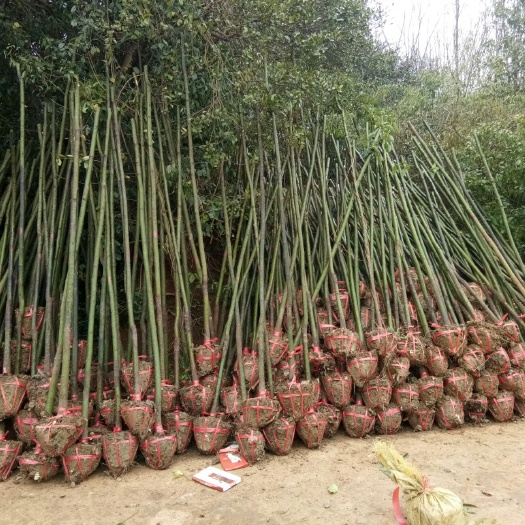 长沙县樟树苗 
